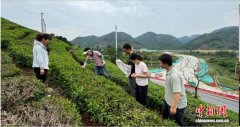 沪高校研发植物源植保产品“椰皂卫士”  赋能茶叶绿色防控